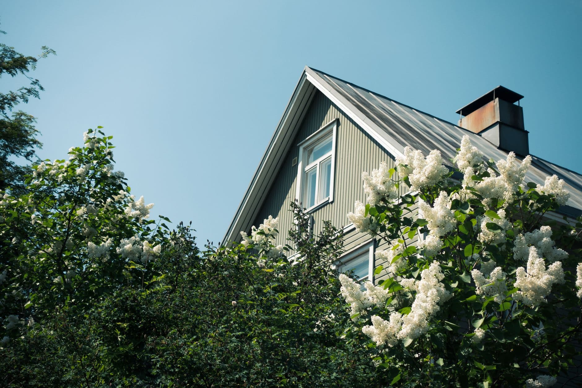 Charming Finnish house surrounded by lush white lilac blooms under a clear blue sky.
